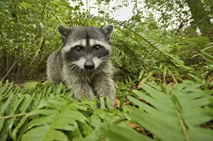 Images Dated 14th September 2011: Raccoon (Procyon lotor) portrait, Stanley park, Vancouver, British Columbia, Cananda
