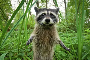 Raccoon (Procyon lotor) standing up investigating camera, portrait, Stanley park, Vancouver, British Columbia, Cananda, September