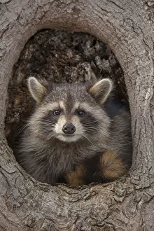 Images Dated 1st January 2000: Raccoon (Procyon lotor) in tree hole, New York, USA