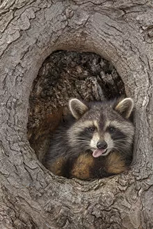 Images Dated 1st January 2000: Raccoon (Procyon lotor) in tree, New York, USA