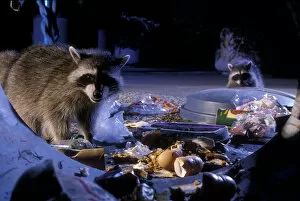 Images Dated 20th September 2004: Raccoons raiding urban rubbish site {Procyon lotor} Oregon, USA