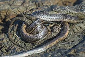 Colubridae Prints: Racer snake (Pseudalsophis biserialis) feeding on lava lizard, Puerto Pajas