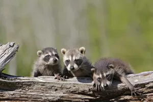 Baby Animals Collection: Racoon (Procyon lotor) three babies, captive, USA
