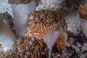 Tetraodontiformes Prints: Radial filefish (Acreichthys radiatus) among soft corals