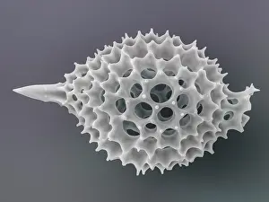 False Coloured Prints: Radiolarian (Anthocyrtis ventricosa) skeleton