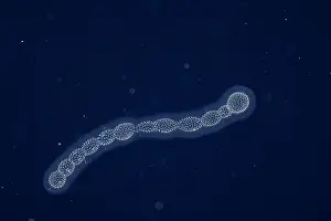 Plankton Prints: Radiolarian colony drifting at night in open ocean
