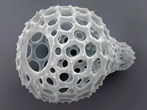 False Coloured Prints: Radiolarian (Eucyrtidium ampulla) skeleton