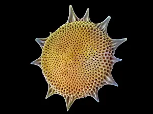 False Coloured Prints: Radiolarian (Haliomma sol). The silica skeleton of a diatom includes a pair of valve sections