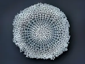 False Coloured Prints: Radiolarian (Lithocyclia ocellus)