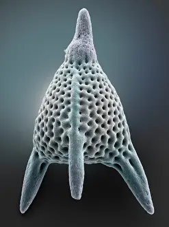 False Coloured Prints: Radiolarian (Lychnocanium lucerna)