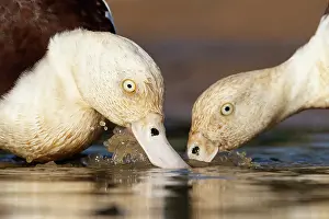 Duck Prints: Radjah shellducks (Tadorna radjah) pair foraging in shallow water