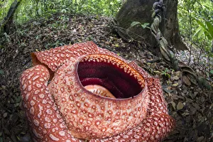 Rafflesia flower (Rafflesia keithii) growing from Tetrastigma vine on rainforest floor