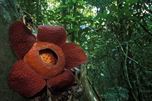 Malaysia Prints: Rafflesia flower (Rafflesia keithii) in Gunung Gading NP, Borneo, Sarawak, Malaysia