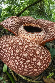 Images Dated 12th July 2019: Rafflesia (Rafflesia keithii) flower aged approximately 3 days on rainforest floor