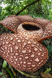 Malaysia Prints: Rafflesia (Rafflesia keithii) flower aged approximately 3 days on rainforest floor