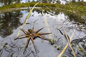 Aranae Gallery: Raft Spider (Dolomedes fimbriatus) female on heathland pool