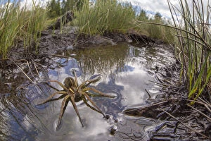 Images Dated 17th June 2015: Raft Spider (Dolomedes fimbriatus) female resting on the surface of a moorland pool