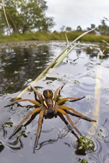 Raft Spider (Dolomedes fimbriatus) female on heathland pool