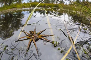 Raft Spider (Dolomedes fimbriatus) female on heathland pool