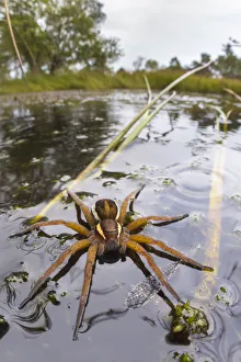 Habitat Prints: Raft Spider (Dolomedes fimbriatus) female on heathland pool