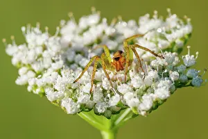 Pisauridae Prints: Raft spider (Dolomedes fimbriatus) resting on flowerhead, Upper Bavaria, Germany. July