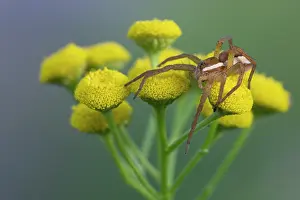 Brasschaat Prints: Raft spider (Dolomedes fimbriatus) resting on Tansy flowers (Tanacetum vulgare)