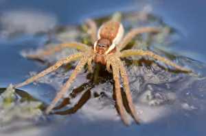 Raft spider (Dolomedes fimbriatus) on water, Arne RSPB reserve, Dorset, England, UK, July