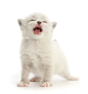 Ragdoll-cross kitten, aged 3 weeks, meowing, portrait