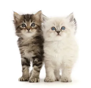 White Background Prints: Two Ragdoll-cross kittens, aged 5 weeks, side by side, portrait