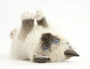 Images Dated 22nd March 2015: Ragdoll kitten, 10 weeks, lying on her back