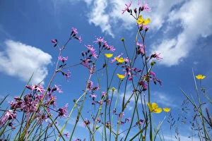 June 2021 Highlights Gallery: Ragged robin (Lychnis flos-cuculi) flowering in wet flower-rich meadow