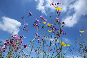 Northumberland Prints: Ragged robin (Lychnis flos-cuculi) flowering in wet flower-rich meadow