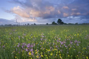 Caryophyllaceae Prints: Ragged robin (Silene flos-cuculi) growing in wet flower meadow, Nemunas Regional Reserve