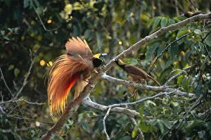 Raggiana bird of paradise (Paradisaea raggiana) male displaying to female, Papua New Guinea