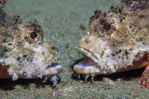 Scorpionfish Prints: Raggy scorpionfish (Scorpaenopsis venosa) disputing territory