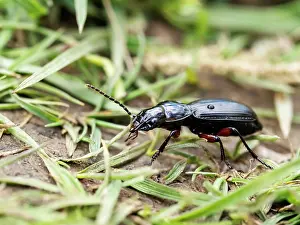 Adephaga Prints: Rain beetle (Pterostichus melanarius) portrait, near Austwick, Yorkshire Dales, UK. May