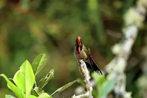 Trochilidae Prints: Rainbow-bearded thornbill (Chalcostigma herrani) perched on branch in the scrub of Nevado del Ruiz