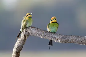 Lilianae Prints: Two Rainbow bee-eaters (Merops ornatus) perched on branch of Pandanus aquaticus