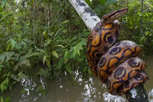 Rainbow boa (Epicrates cenchria) wound round branch over water, Tambopata, Madre de Dios