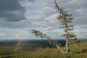 Lapland Prints: Rainbow and cloudy sky over forest landscape
