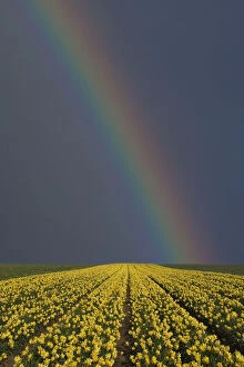 Rainbow over field of Daffodils (Narcissus sp) grown for the commercial market, Happisburgh