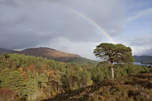 Rainbow over forest of Scots pine (Pinus sylvestris) trees, Glen Affric, Scotland, UK, October 2011