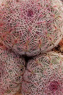Spike Prints: Rainbow hedgehog cactus (Echinocereus rigidissimus) close up