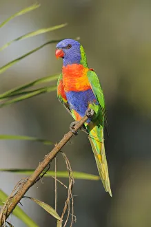 Australia Collection: Rainbow lorikeet (Trichoglossus haematodus) Queensland, Australia