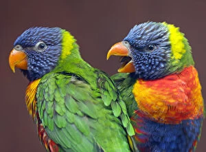 2019 March Highlights Collection: Rainbow lorikeet (Trichoglossus haematodus) captive, occurs in Australia