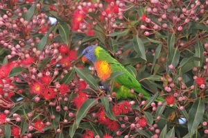 Colourful Bird Prints: Rainbow lorikeet (Trichoglossus haematodus) Queensland, Australia