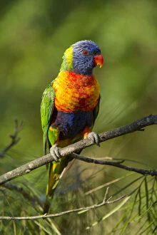 Psittacoidea Gallery: Rainbow lorikeet (Trichoglossus moluccanus) on a branch, Cania Gorge National Park
