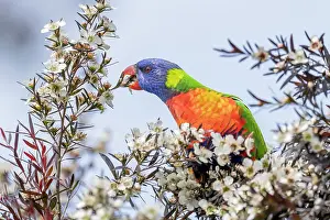 True Parrot Prints: Rainbow lorikeet (Trichoglossus moluccanus) nectaring from a flowering Copper glow (Leptospermum morrisonii) bush