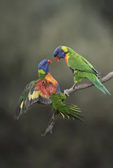 Two rainbow lorikeets (Trichoglossus moluccanus) on branch, Werribee, Victoria, Australia