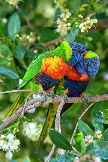 Reproduction Prints: Rainbow lorikeets (Trichoglossus moluccanus) pair preening each other